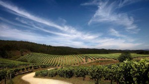 Bodegas Terras Gauda-Ruta del Vino de Rías Baixas