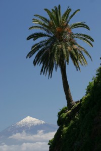 Palmera con el Teide (La Gomera)