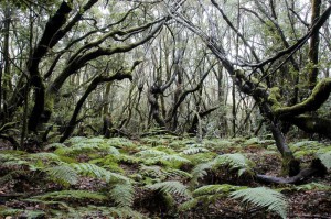 Parque de Garajonay (La Gomera)