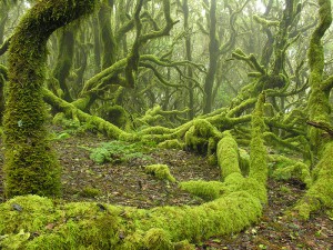 Parque Nacional de Garajonay